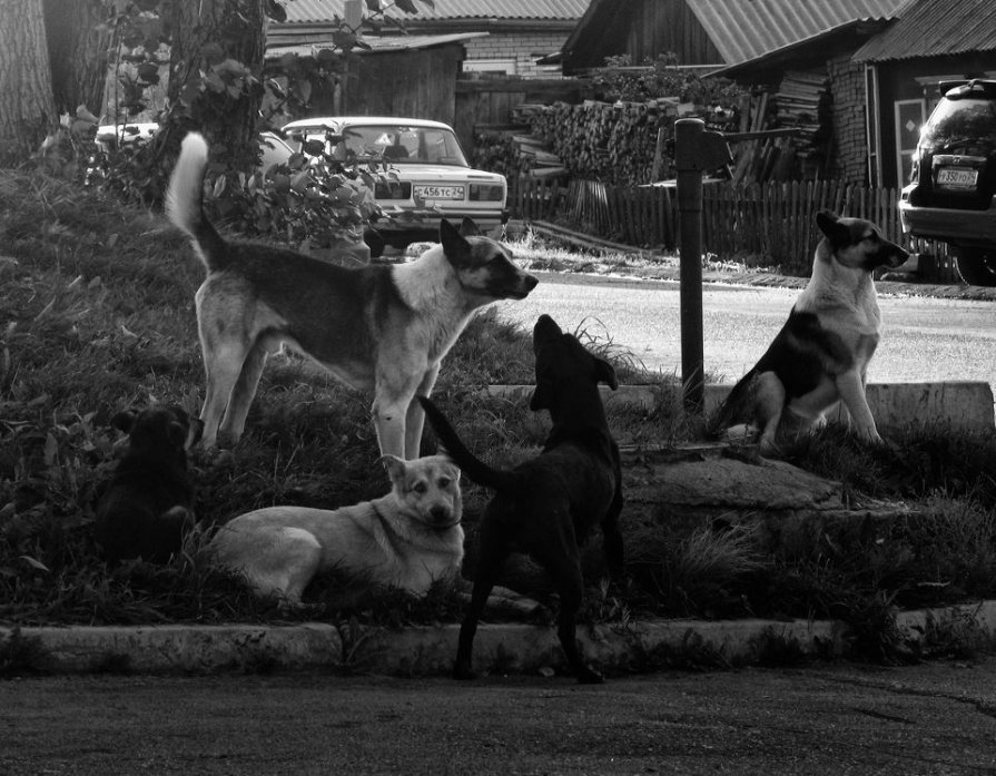 Reservoir dogs - Андрей Агафонов