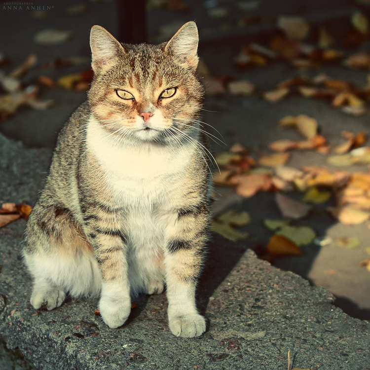 Портрет осеннего кота - Анна Анхен