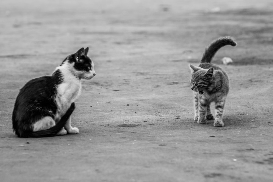 Коты на базаре - Павел Гасс