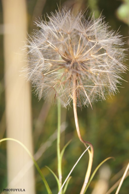 dandelion - Yulia Konovalova