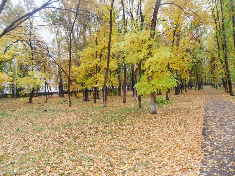 осень в парке - тамара антошкина