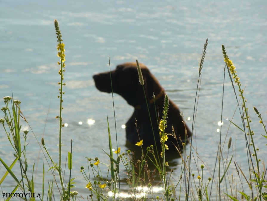 dog on the lake - Yulia Konovalova