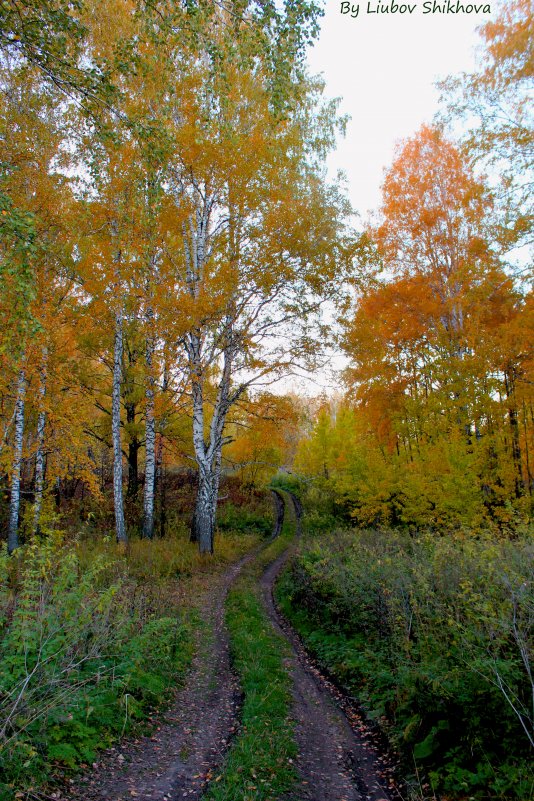 Осенняя дорога - Любовь Шихова