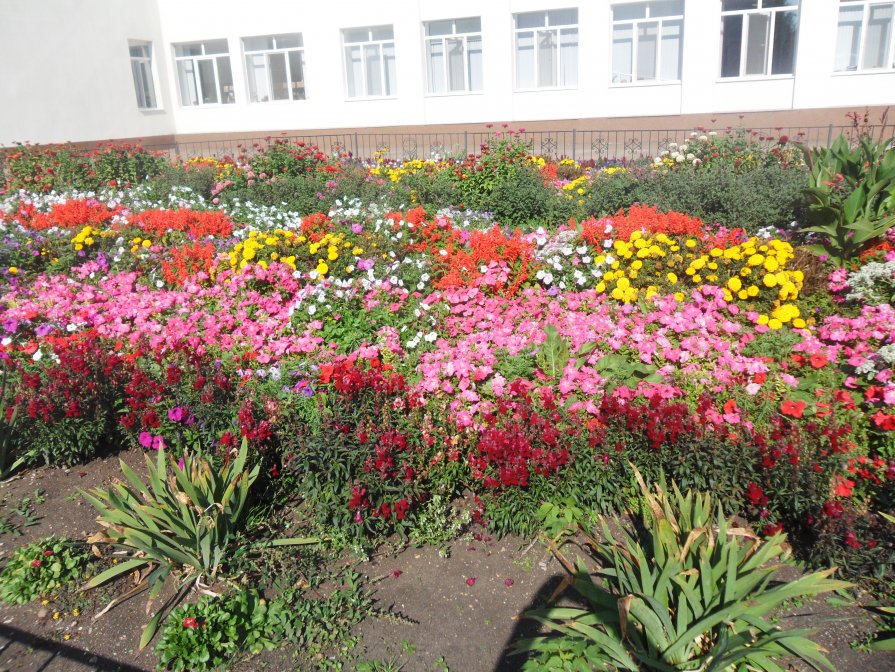 цветы в клумбе - тамара антошкина