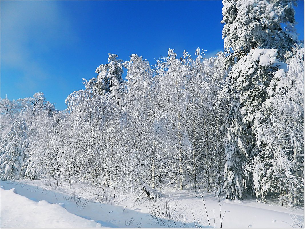 снежное безмолвие..2 - Наталья Соболева