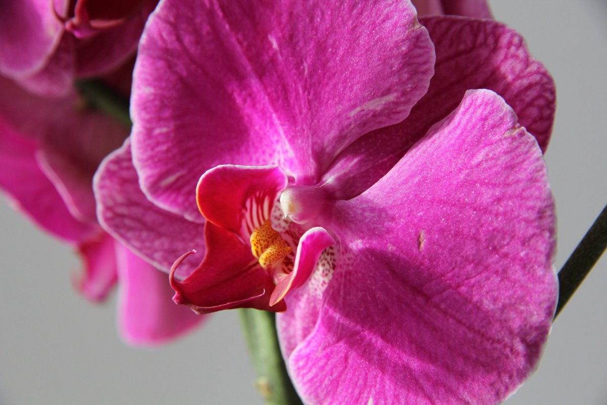 Цветок орхидеи - Галина 