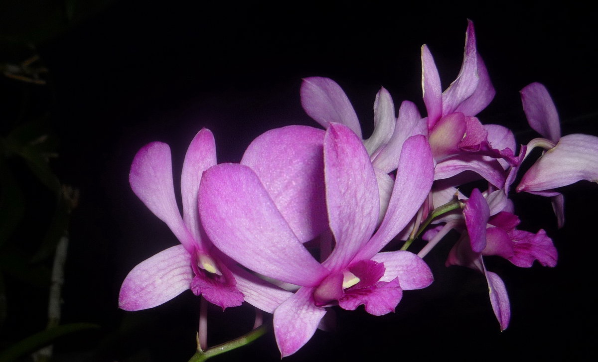 Орхидея в ночи - Сергей 