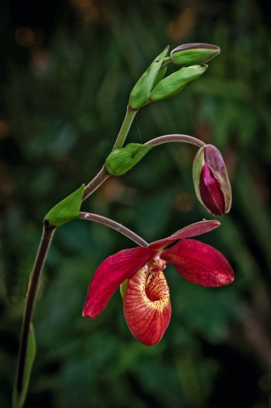 Орхидея - Ольга Маркова
