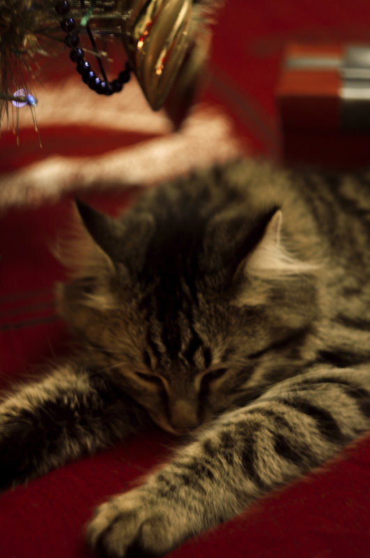 кошка спит, она устала....позировала))) - Алёна Петрова