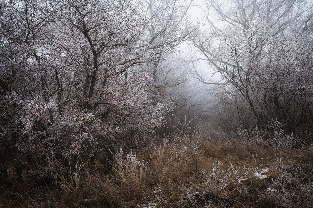 лес в тумане - Игорь Смирнов