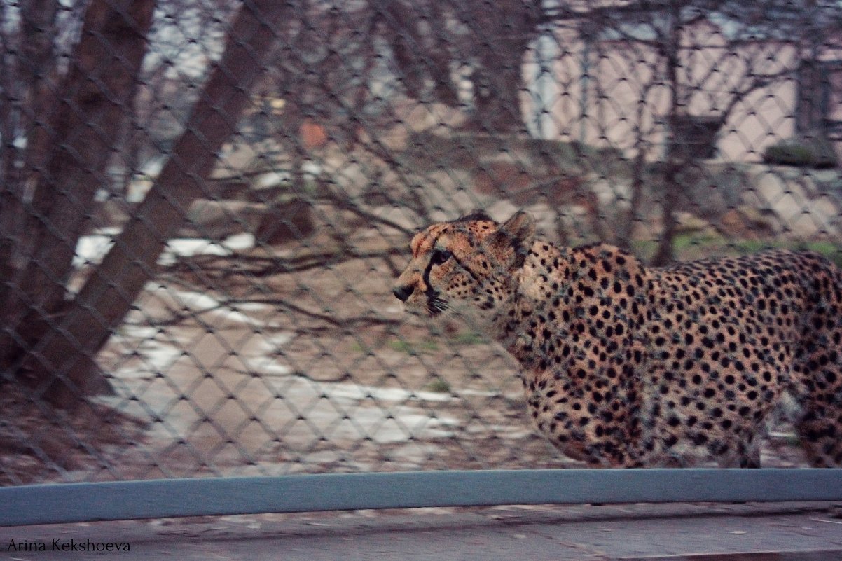 leopard - Arina Kekshoeva