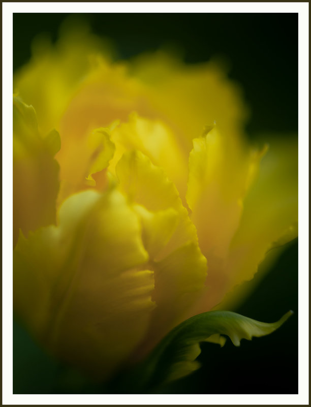 Желтый тюльпан - Вера Ульянова