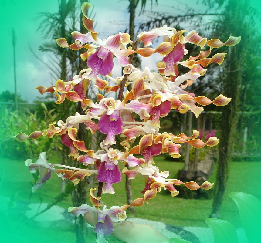 Новогодняя орхидея - Сергей 