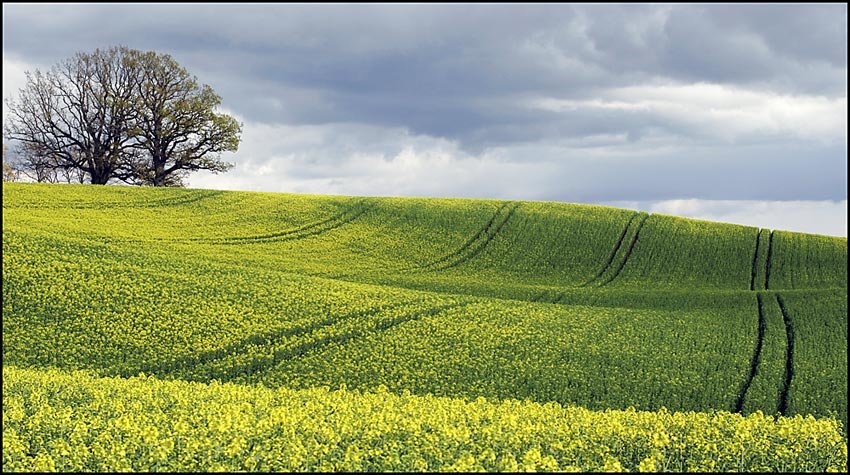 field - Aleksandrs Tarabanovskis