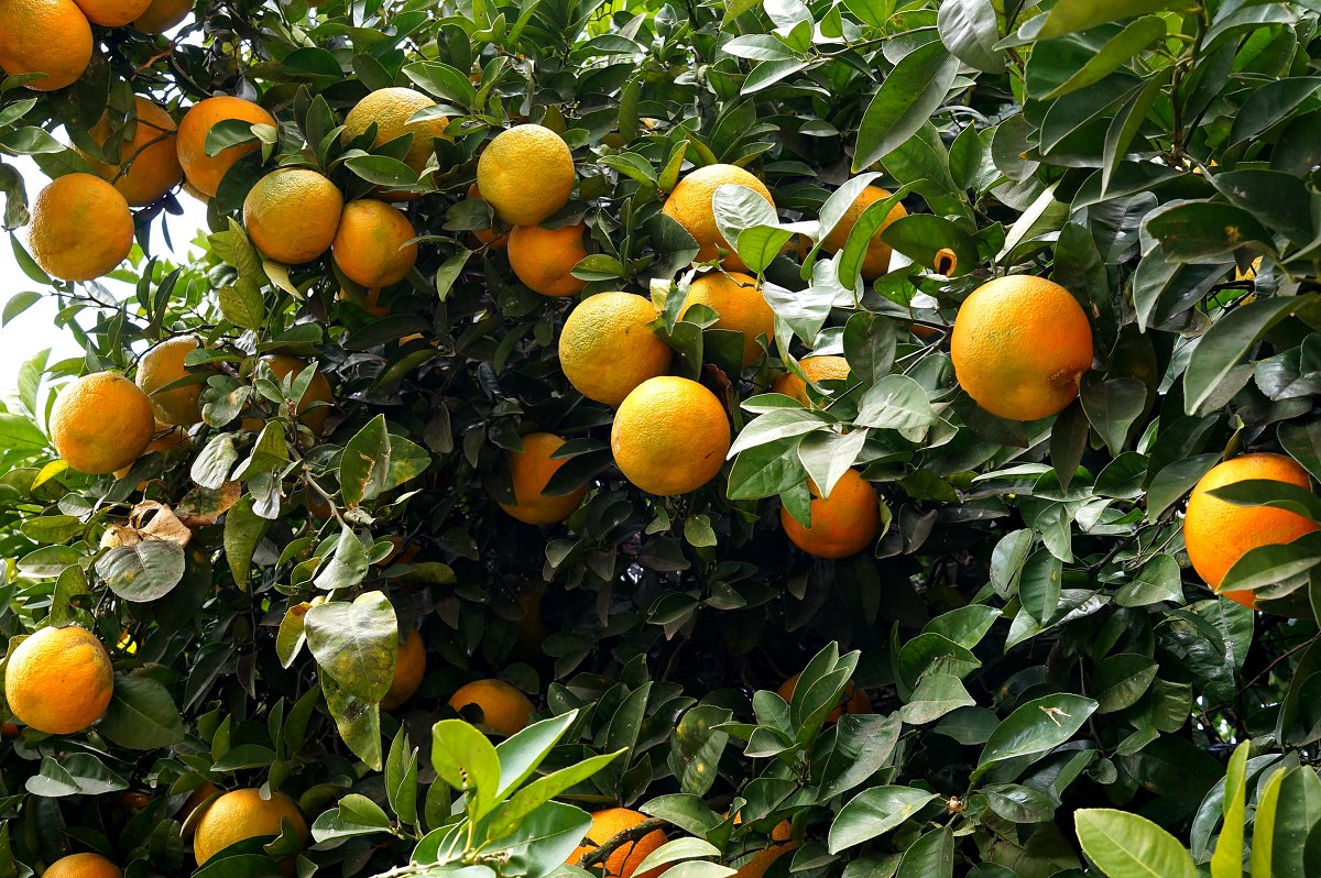 апельсины - evgeni vaizer