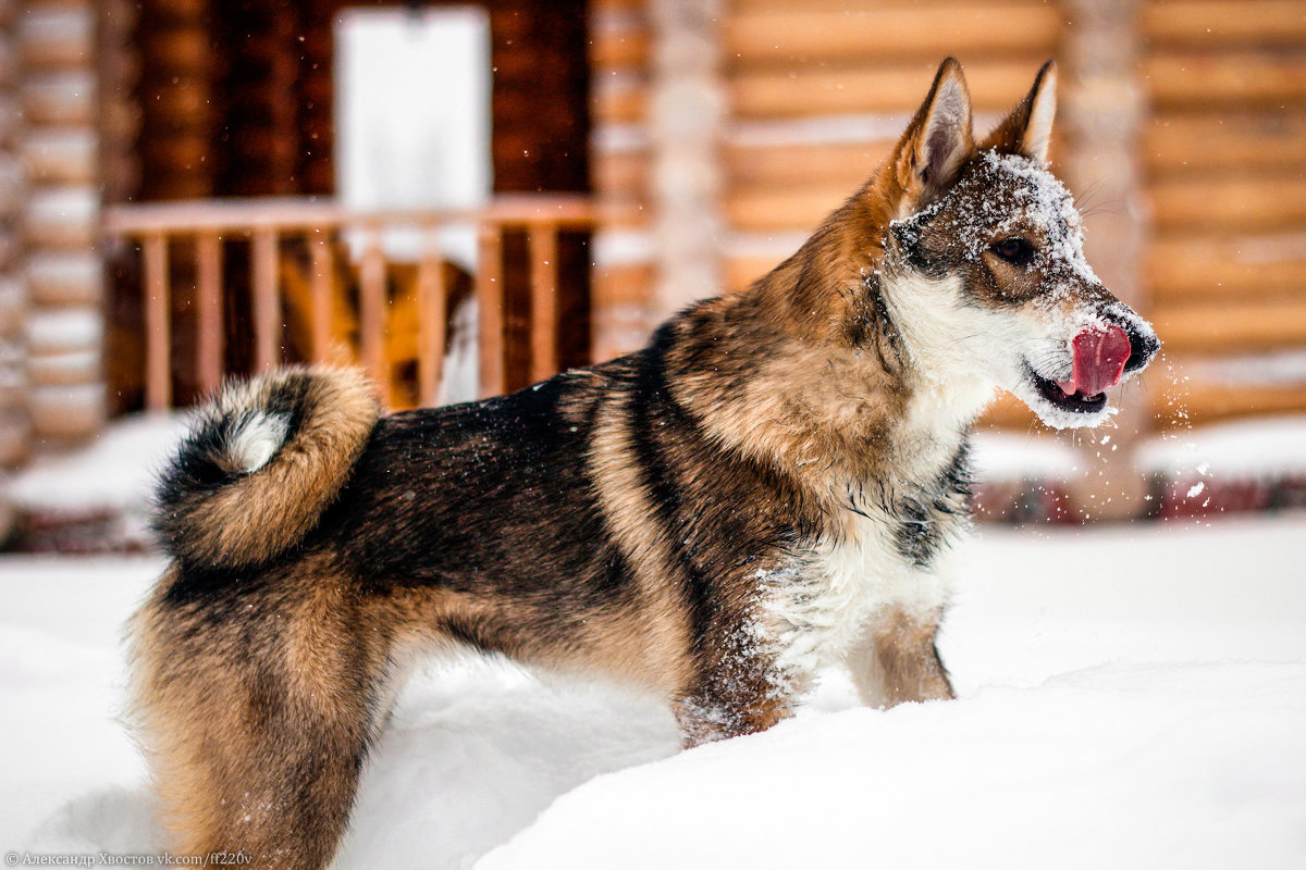 Собака в снегу - Александр Хвостов