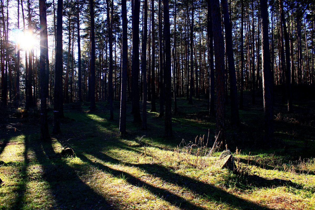 Ноябрьский лес - Евгения Копылова