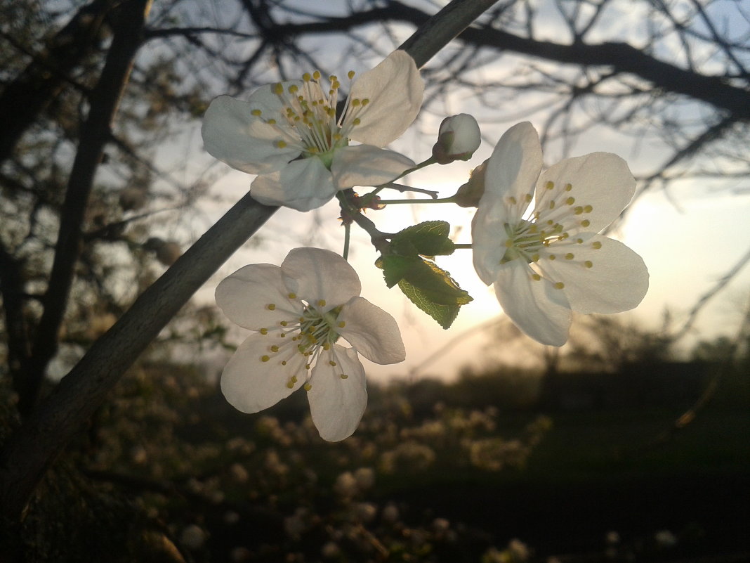 Цветы вишни - Таня Новик