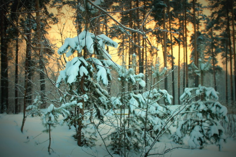 Зимний лес - Ольга Кесс
