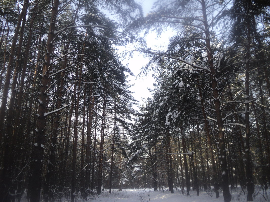 Зимний лес в январе 2013 - Ольга Кривых