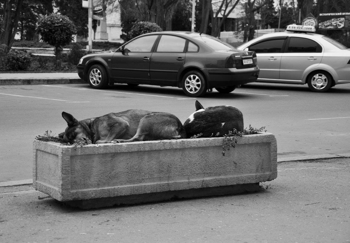 Собаки - цветы жизни - Ольга Мальцева