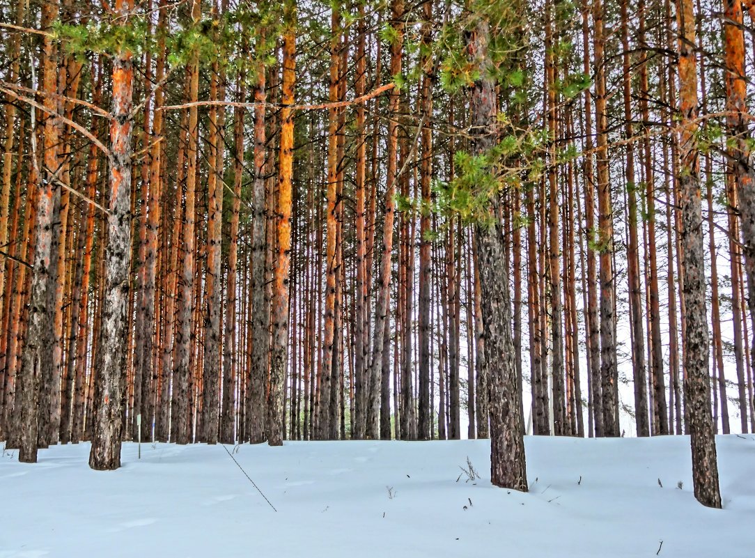 Кандринский лес - неля ибрагимова