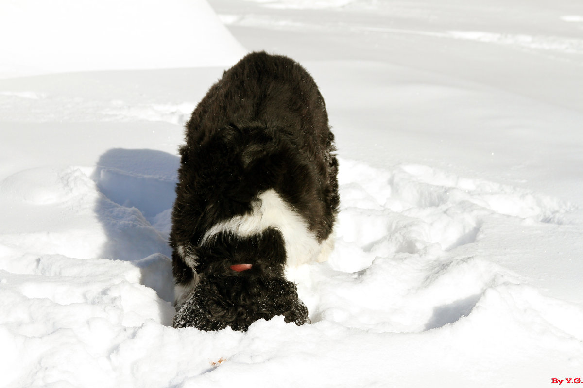 Дождался пес снега... и забурил :-) - Яков Геллер