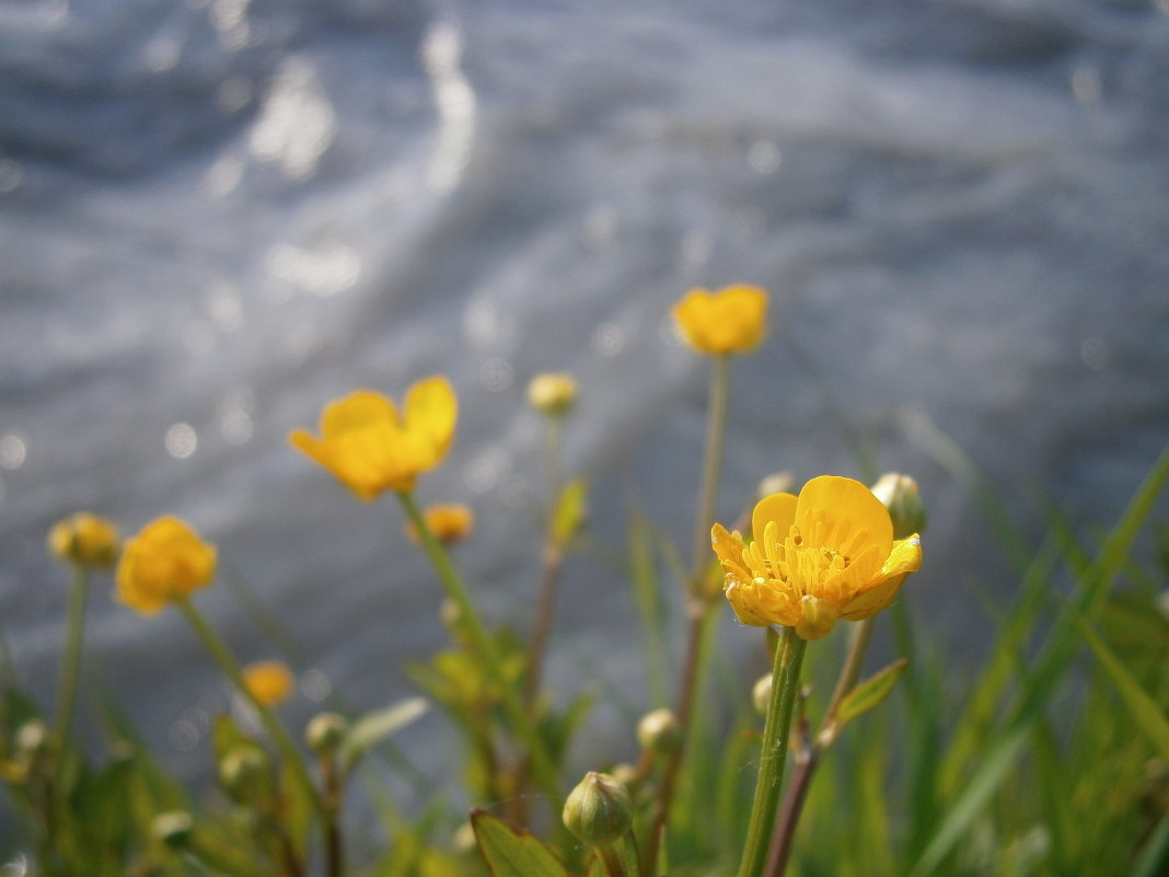цветок у воды - оксана ка