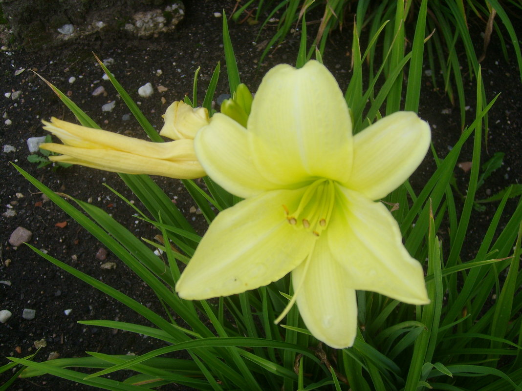 Flowers - Gintaras Aleksandravicius