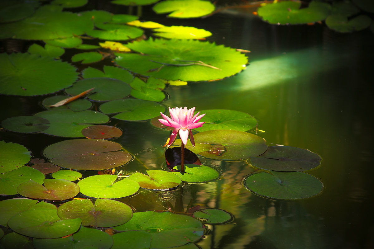 flower - Vladimir Nosov