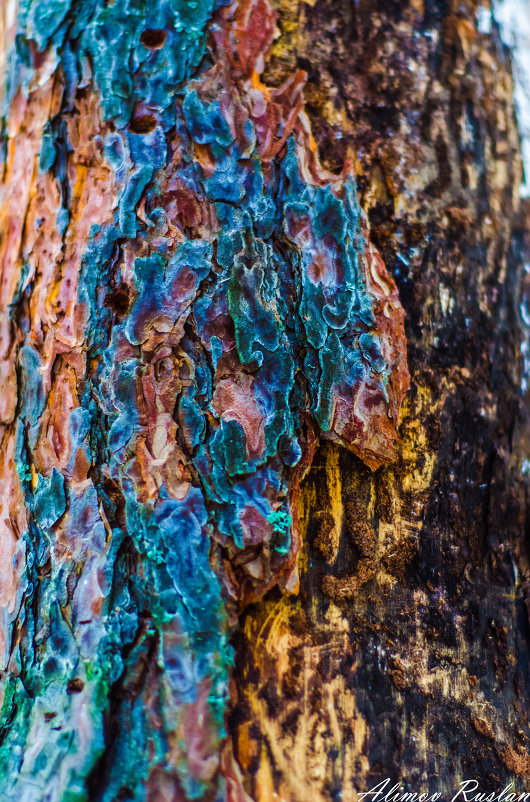 деревья в красках - Руслан Алимов
