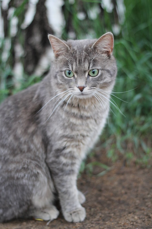 Cat - Max Sukharevsky