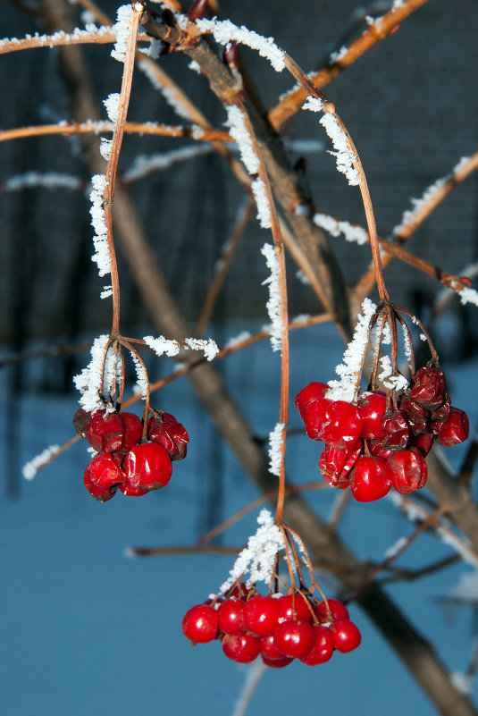 Зимние ягоды с подсветкой - Vladimir Beloglazov