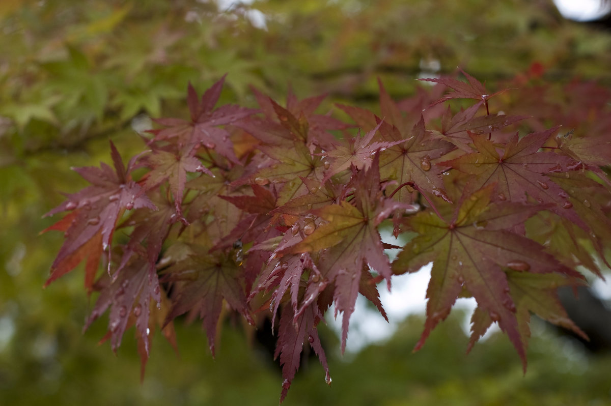 momiji - Takesha 