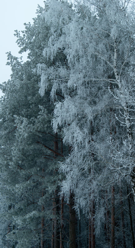 Зимний лес - Инна Март