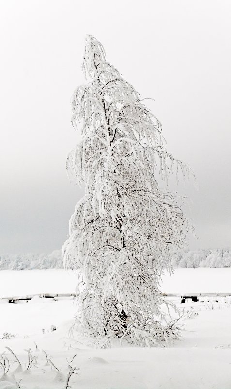 Одинокое дерево - Александр Капустин