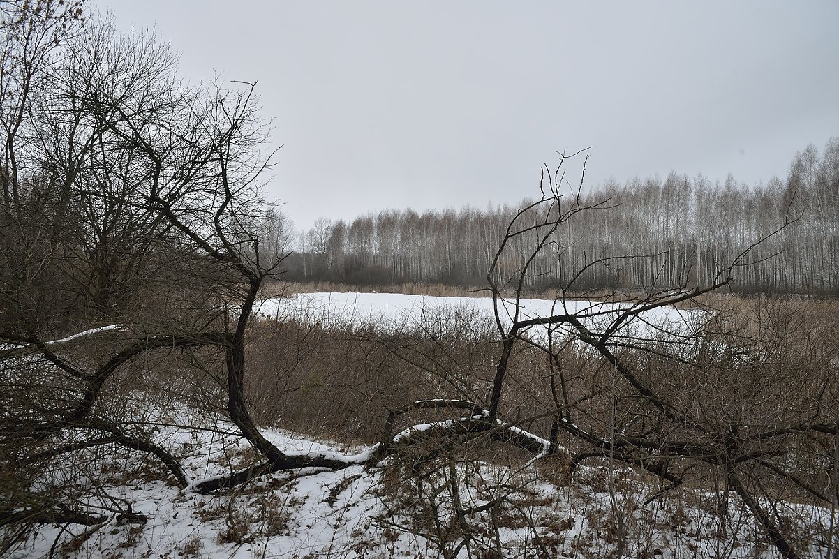 старое озеро - Андрей ЕВСЕЕВ