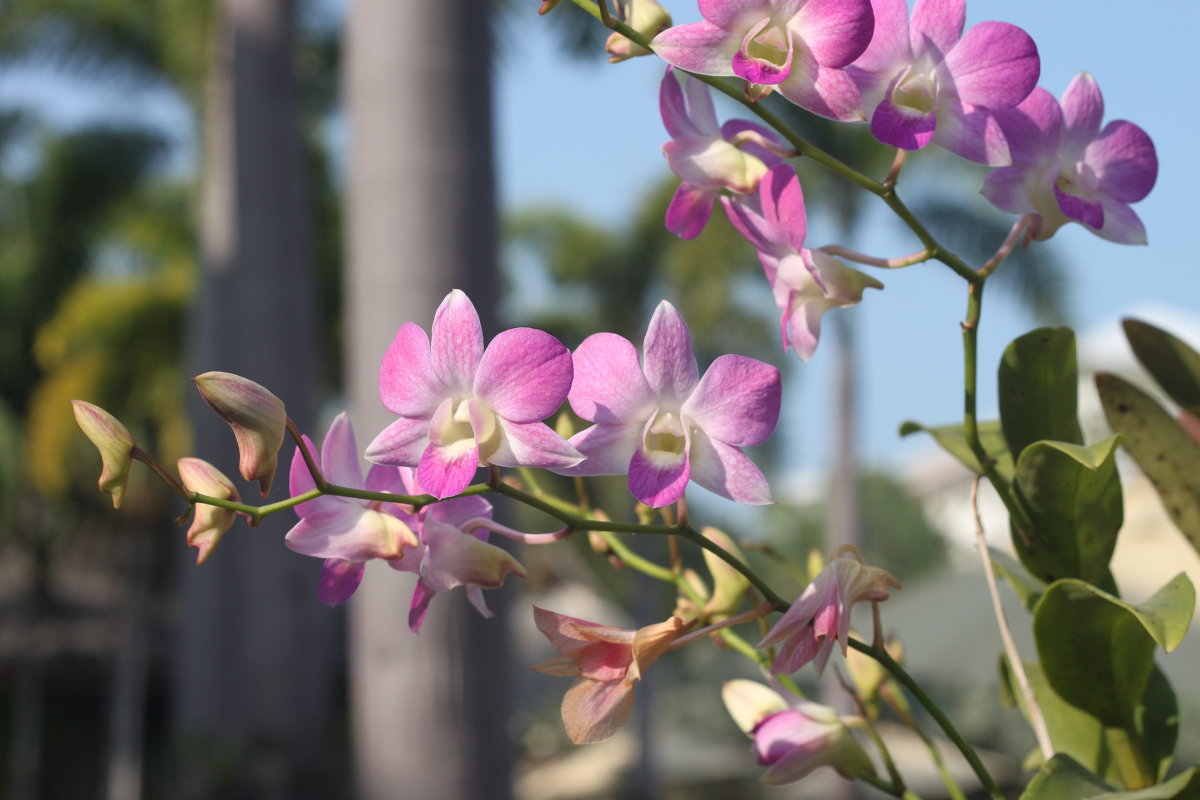 орхидея - Свет Какоткина