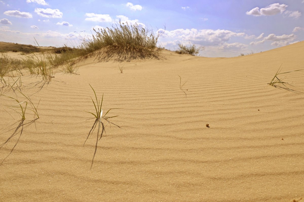 Алешковские пески / пустыня в Херсонской области - Андрей Зелёный
