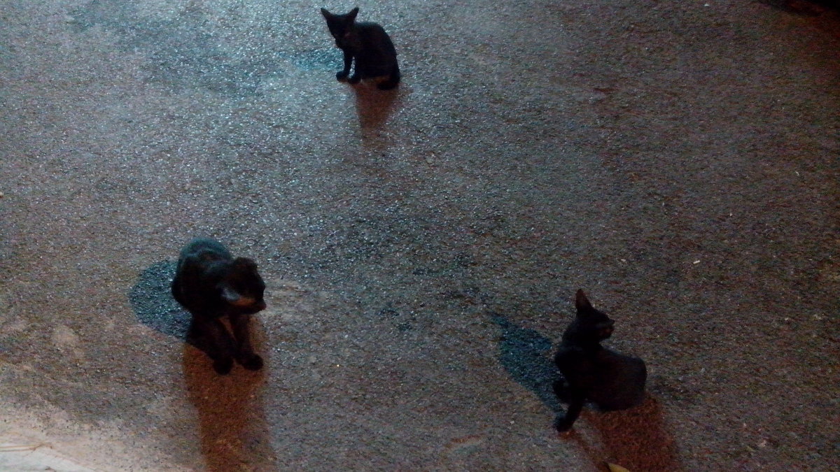 Черные кошки ночного Бангкока - tbn 
