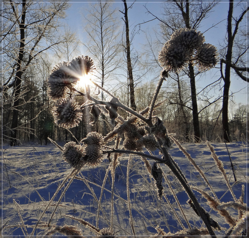 Солнце в колючках - Андрей Дворников