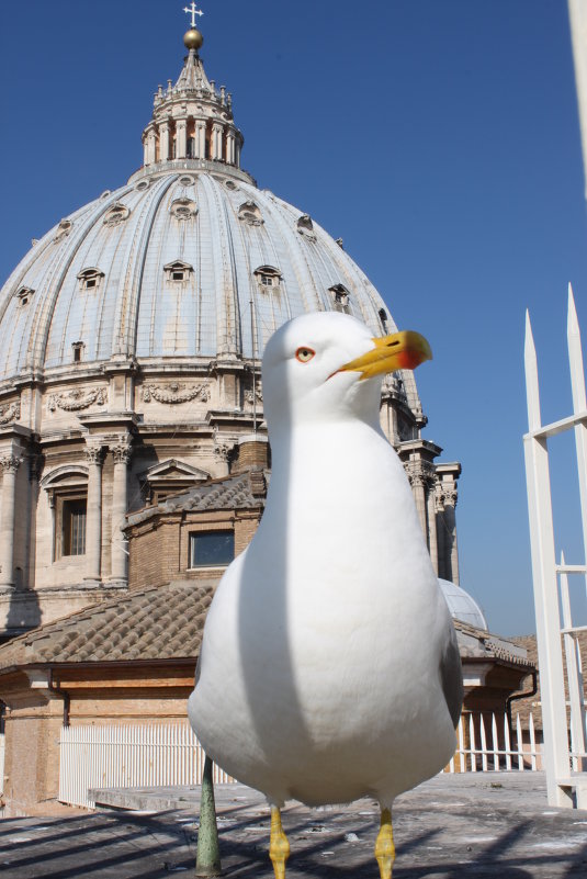 Bird - NeizVesten .