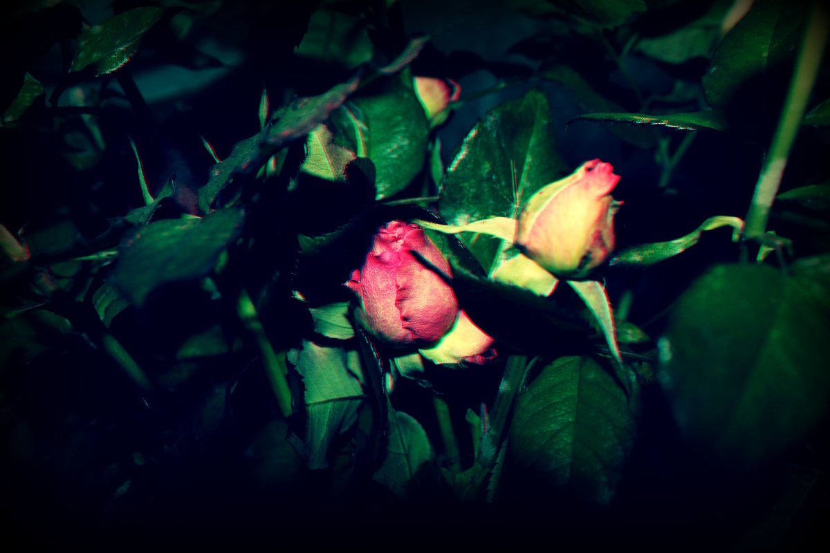 розы - Виктория 