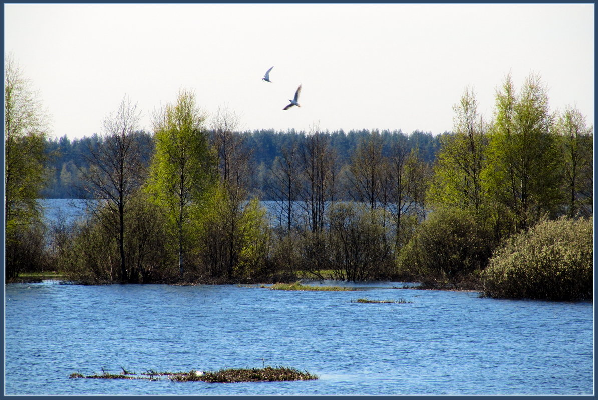 Весна на озере - Сергей В. Комаров