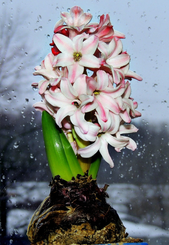 Цветет и пахнет, когда плачит зима - Jana Sheremet