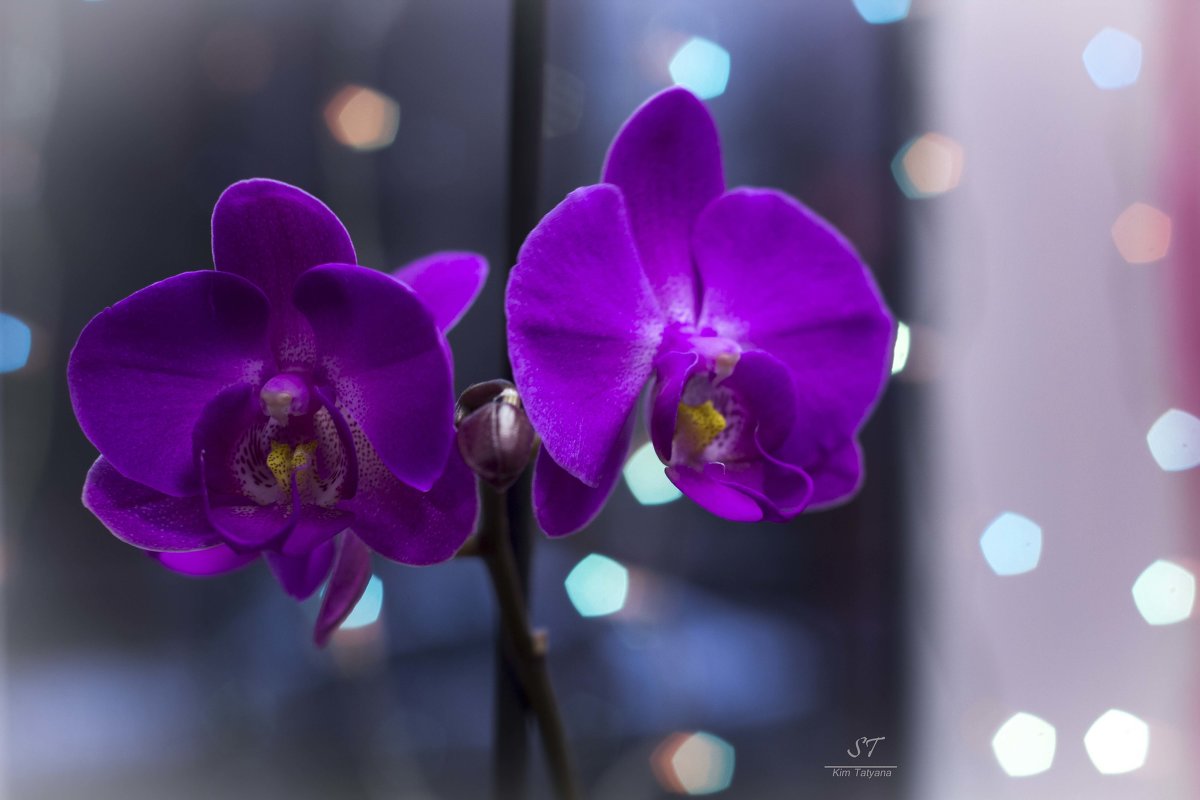 Орхидея - Татьяна Ким