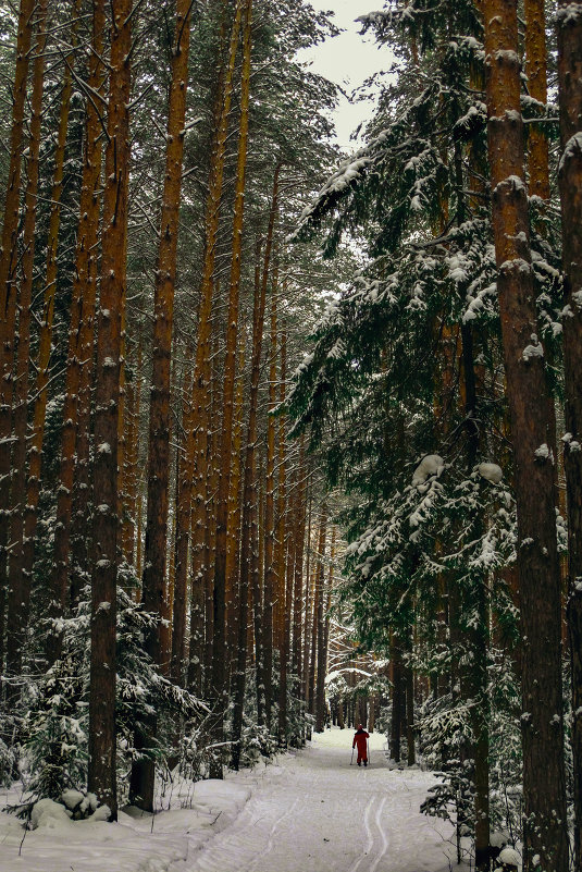 Зимний лес - Дмитрий Михайлович Сарасек