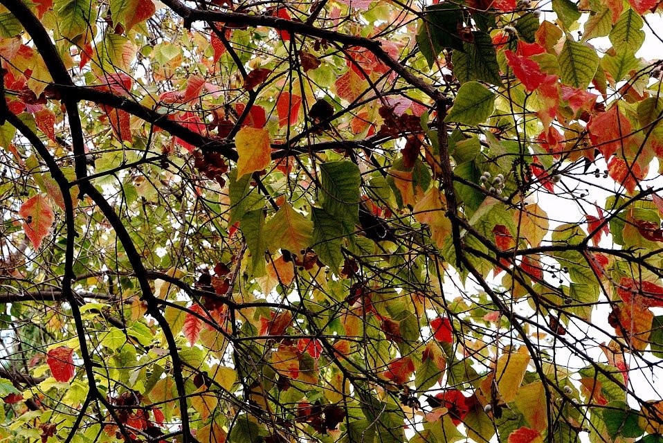 Осенние листья - Алла Шапошникова