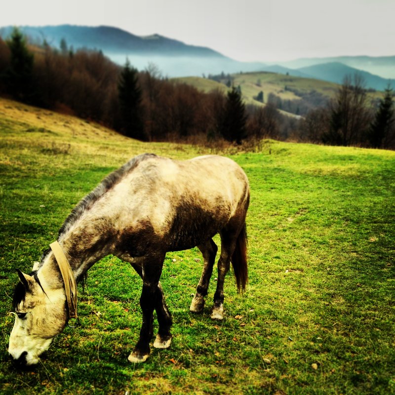 Лошадь - Владимир 