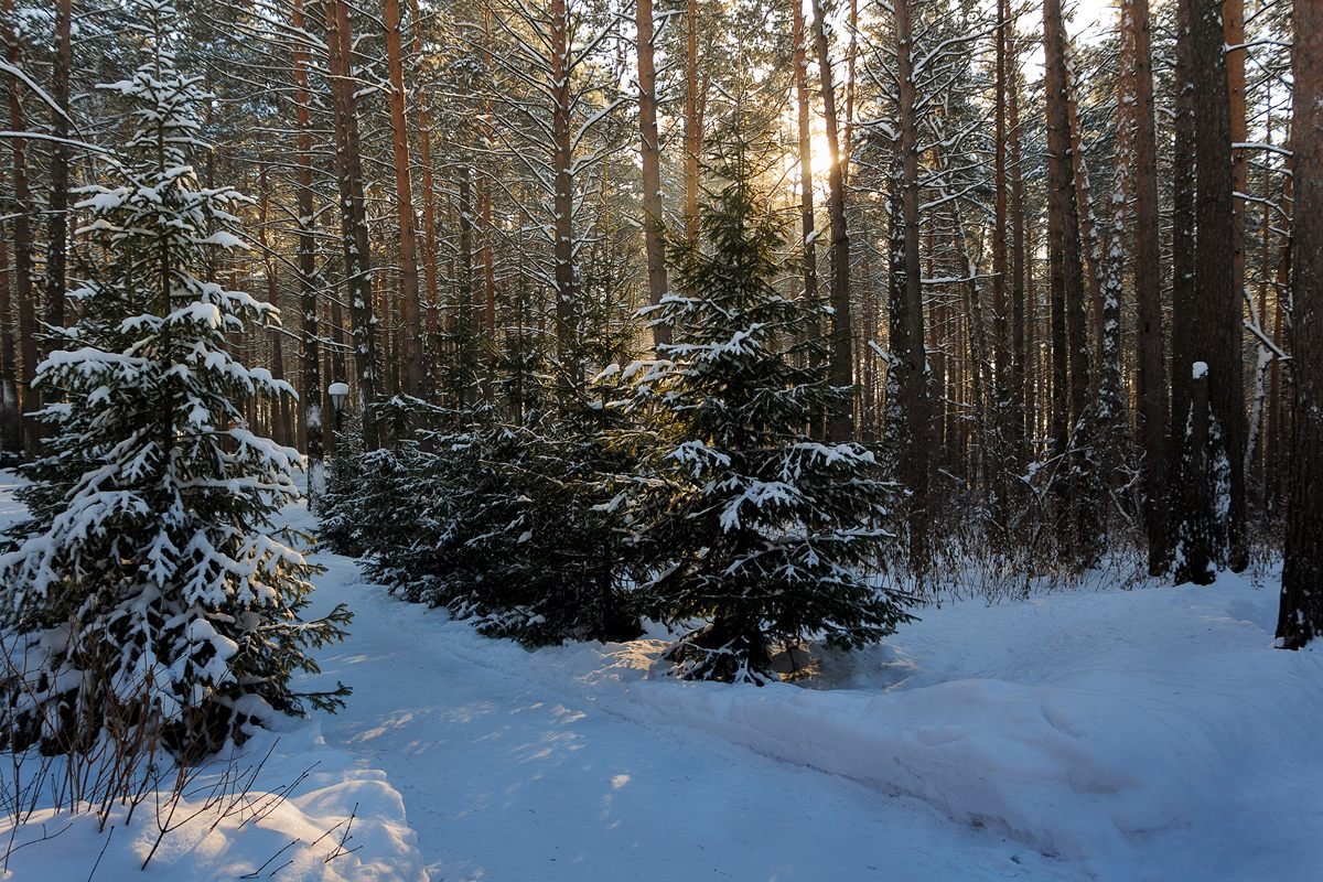 В зимний лес - Виктор Ковчин